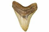 Huge, Fossil Megalodon Tooth - North Carolina #183305-1